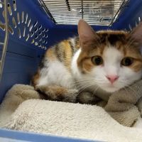 Snellville Animal Hospital ico
