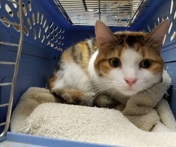 Snellville Animal Hospital