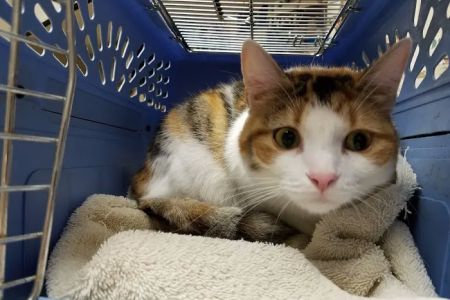 Snellville Animal Hospital