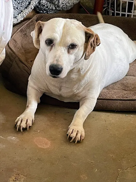 Snellville Animal Hospital 3