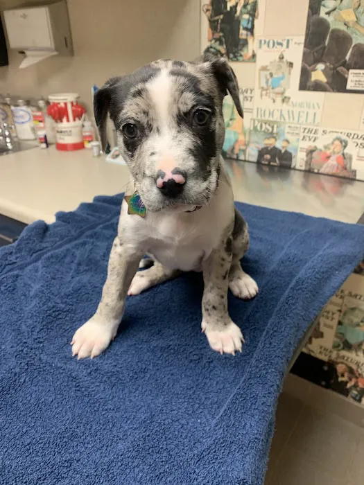 Snellville Animal Hospital 2