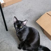 Villa Rica Animal Hospital ico