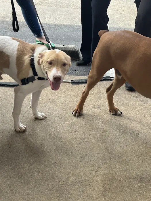 Mills Animal Hospital Acworth 8