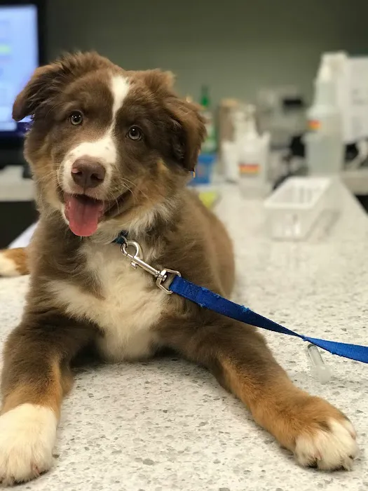 Mills Animal Hospital Acworth 2