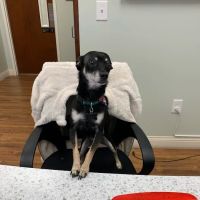 Mills Animal Hospital Acworth ico