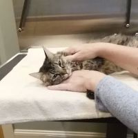 Price Creek Animal Hospital ico