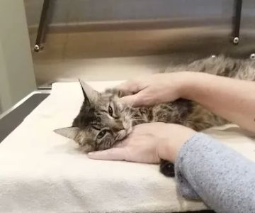 Price Creek Animal Hospital