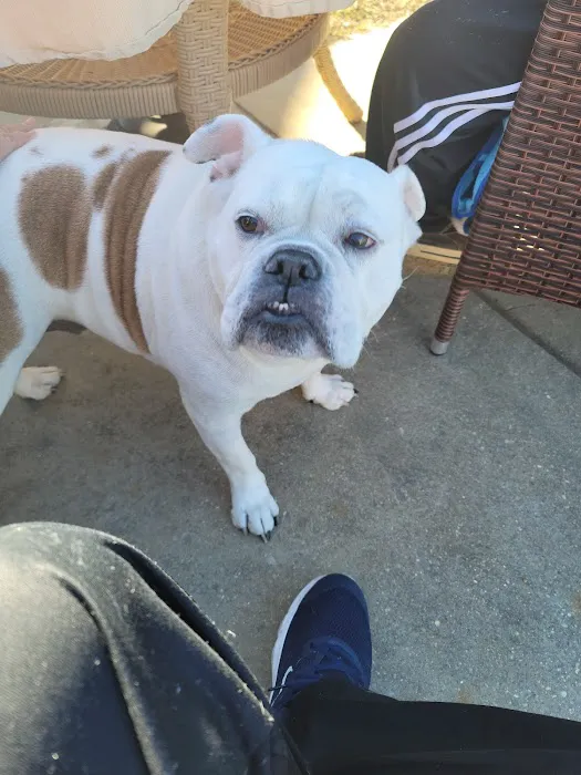 Rockmart Animal Hospital PC 12