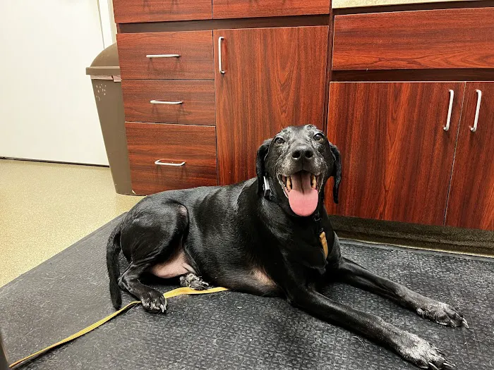 Rockmart Animal Hospital PC 12