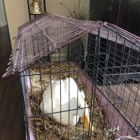 Bremen Animal Hospital ico