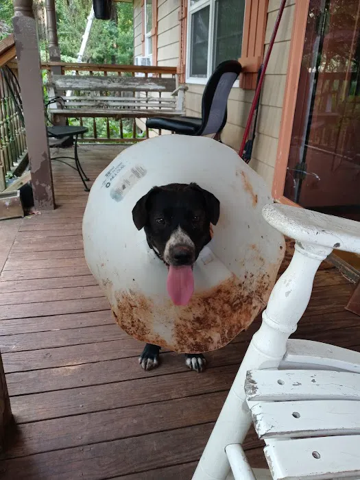 Bowdon Animal Hospital 12