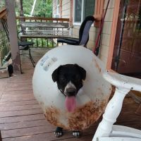 Bowdon Animal Hospital ico