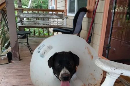 Bowdon Animal Hospital