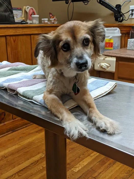 Bowdon Animal Hospital 12