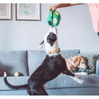 Walmart Pet Services Center ico