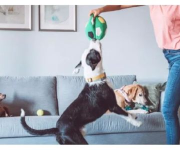 Walmart Pet Services Center