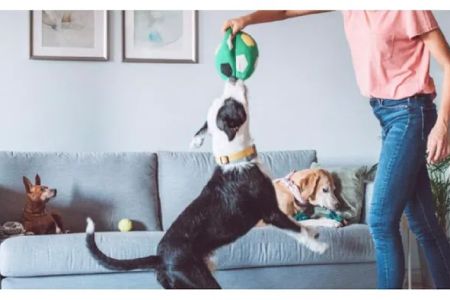 Walmart Pet Services Center