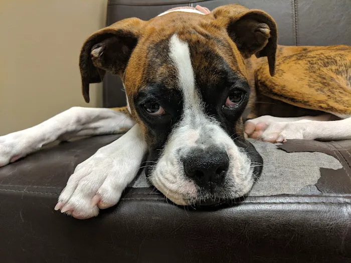 Veterinary Care Center LLC 7