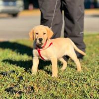 Veterinary Care Center LLC ico
