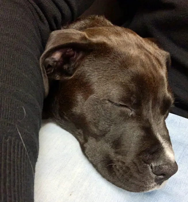 Veterinary Care Center LLC 8
