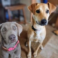 Walnut Grove Animal Hospital ico
