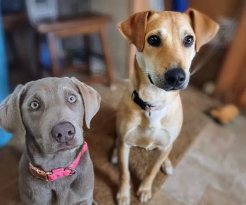Walnut Grove Animal Hospital