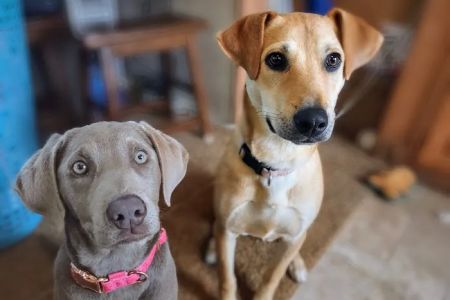 Walnut Grove Animal Hospital