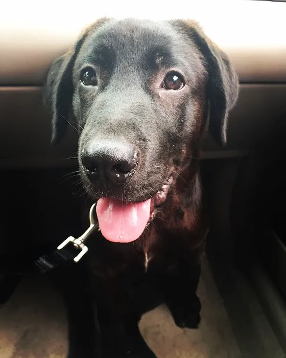 Grayson Veterinary Hospital 12