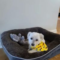 Grayson Veterinary Hospital ico