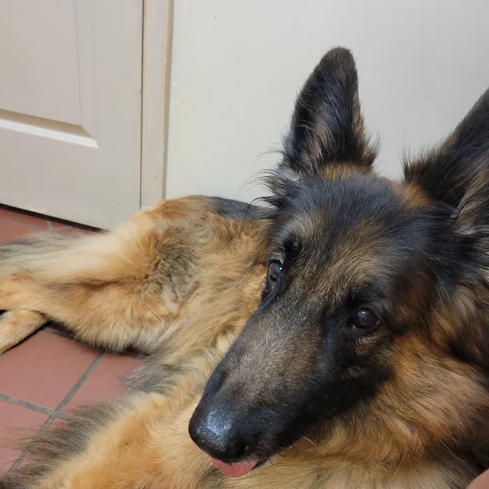 Grayson Veterinary Hospital 12