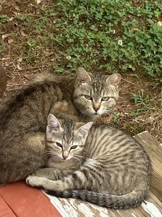 Walton Gwinnett Animal Clinic 12