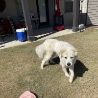 Walton Gwinnett Animal Clinic ico