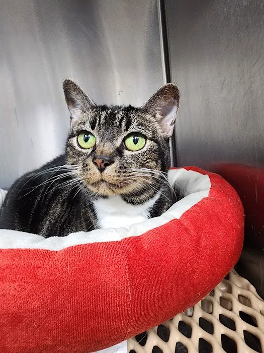 Walton Gwinnett Animal Clinic 12