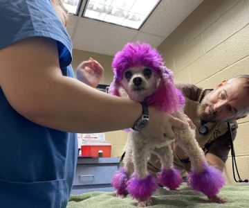 Gwinnett Animal Hospital