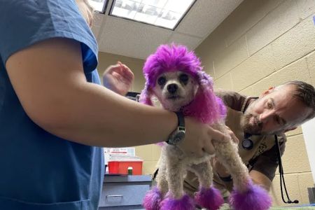 Gwinnett Animal Hospital