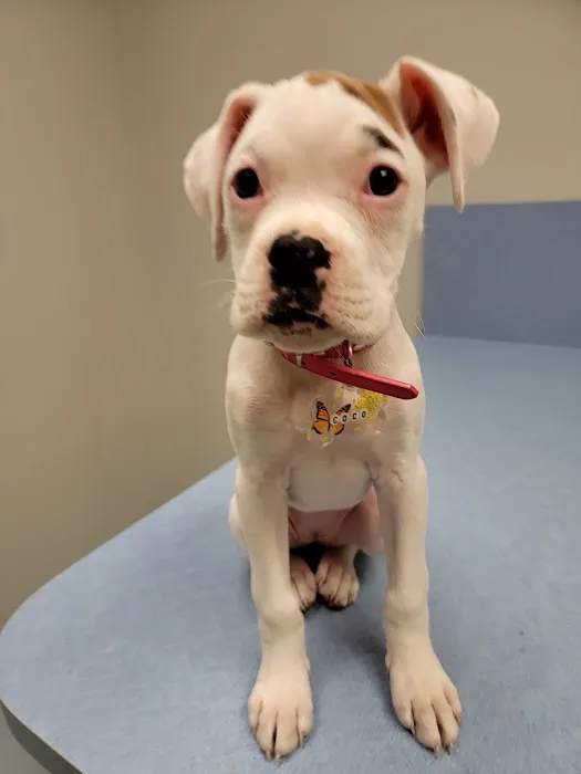 Brookwood Animal Hospital 1