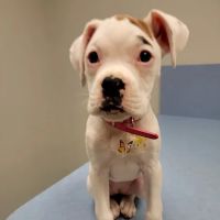 Brookwood Animal Hospital ico