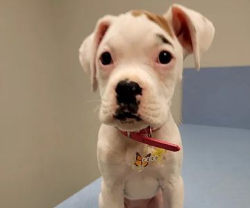 Brookwood Animal Hospital