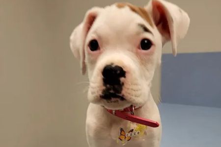 Brookwood Animal Hospital