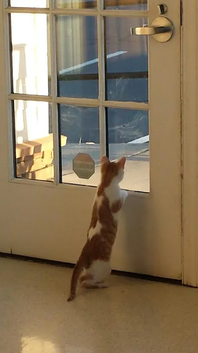 Brookwood Animal Hospital 2