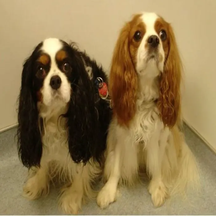 Brookwood Animal Hospital 6