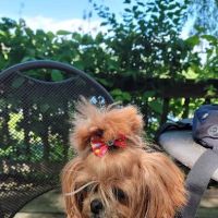 Killian Hill Animal Hospital ico