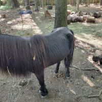 Countryside Animal Hospital ico