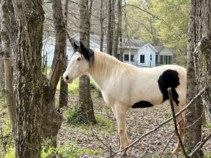 Countryside Animal Hospital 12