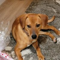 Paradox Spay & Neuter Clinic ico