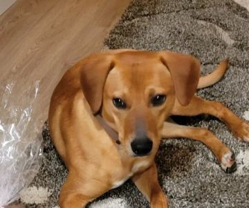 Paradox Spay & Neuter Clinic