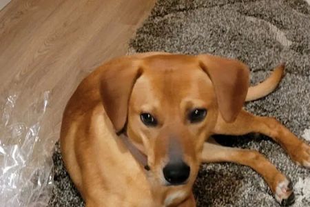 Paradox Spay & Neuter Clinic