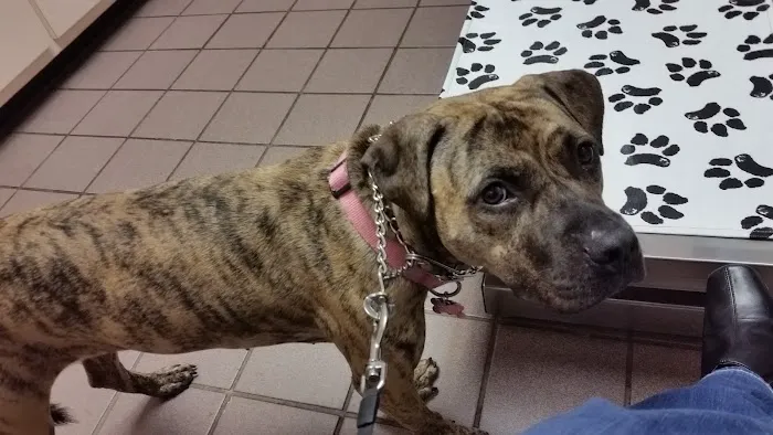VCA Lilburn Animal Hospital 12