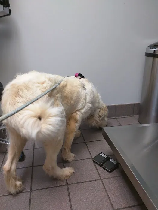 VCA Lilburn Animal Hospital 12