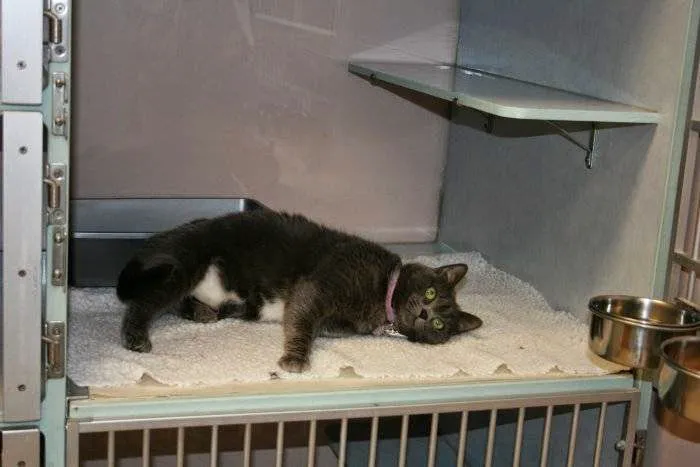 VCA Lilburn Animal Hospital 12